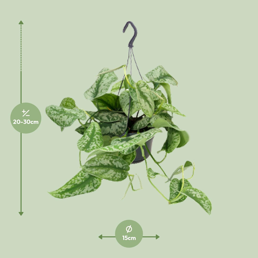 Scindapsus Pictus Trebie - Ø15cm - ↕25cm - Ø15cm - ↕25cm