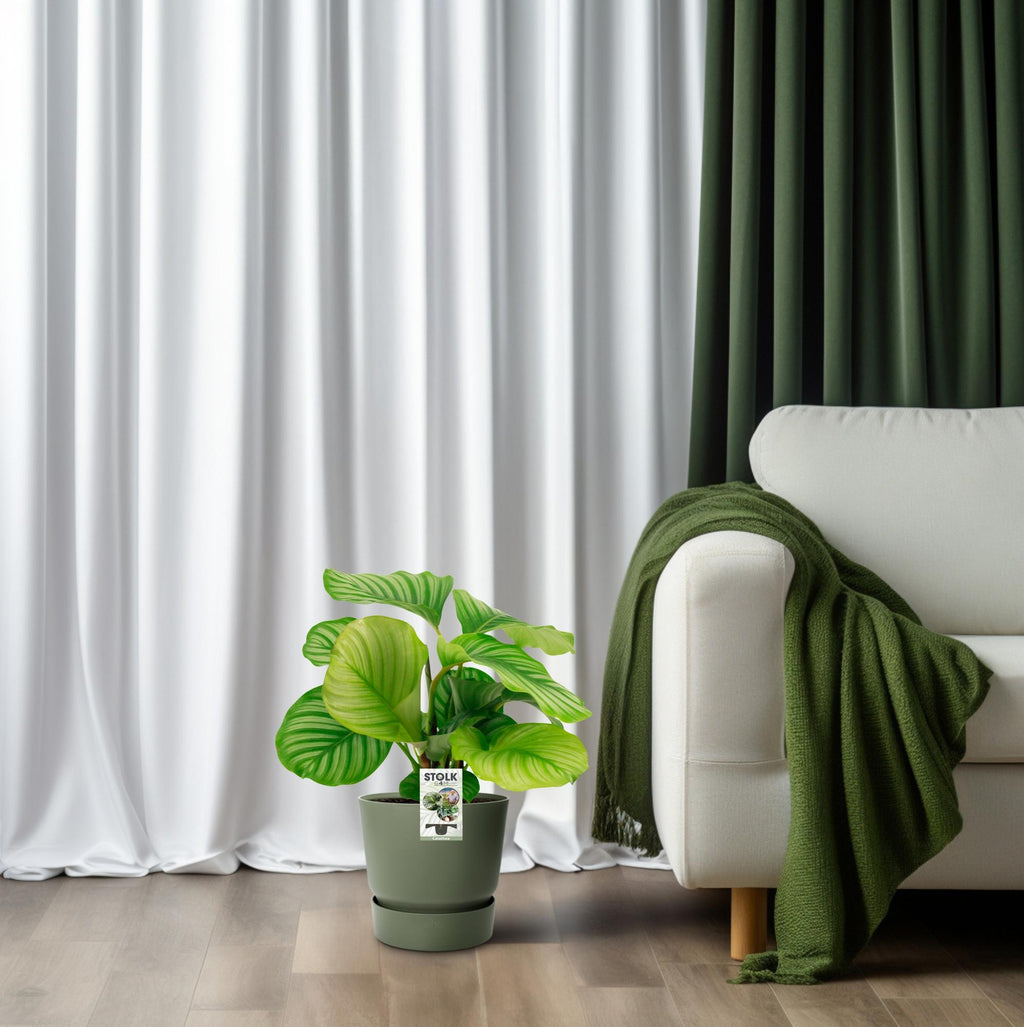 Calathea Orbifolia - Ø14cm - ↕50cm