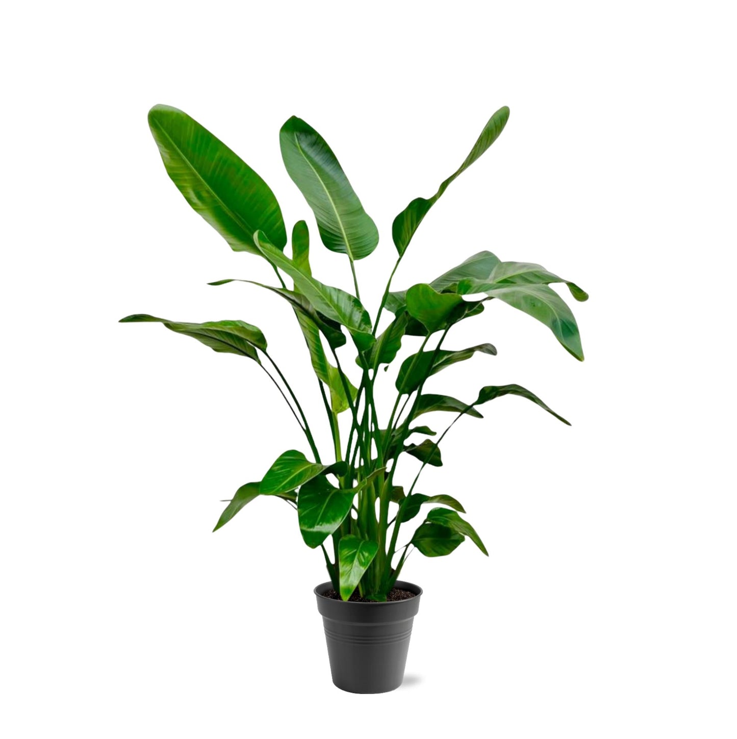 Strelitzia Nicolai - 140 - 150cm - Ø24