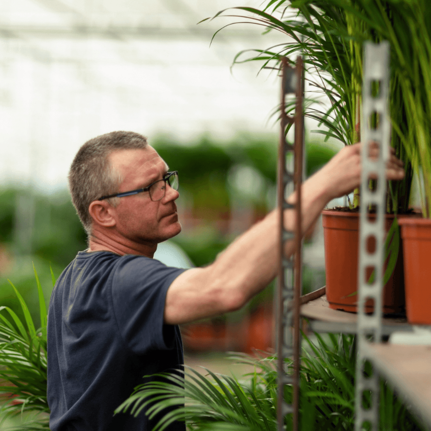 Areca palm - Ø17cm - ↕70cm