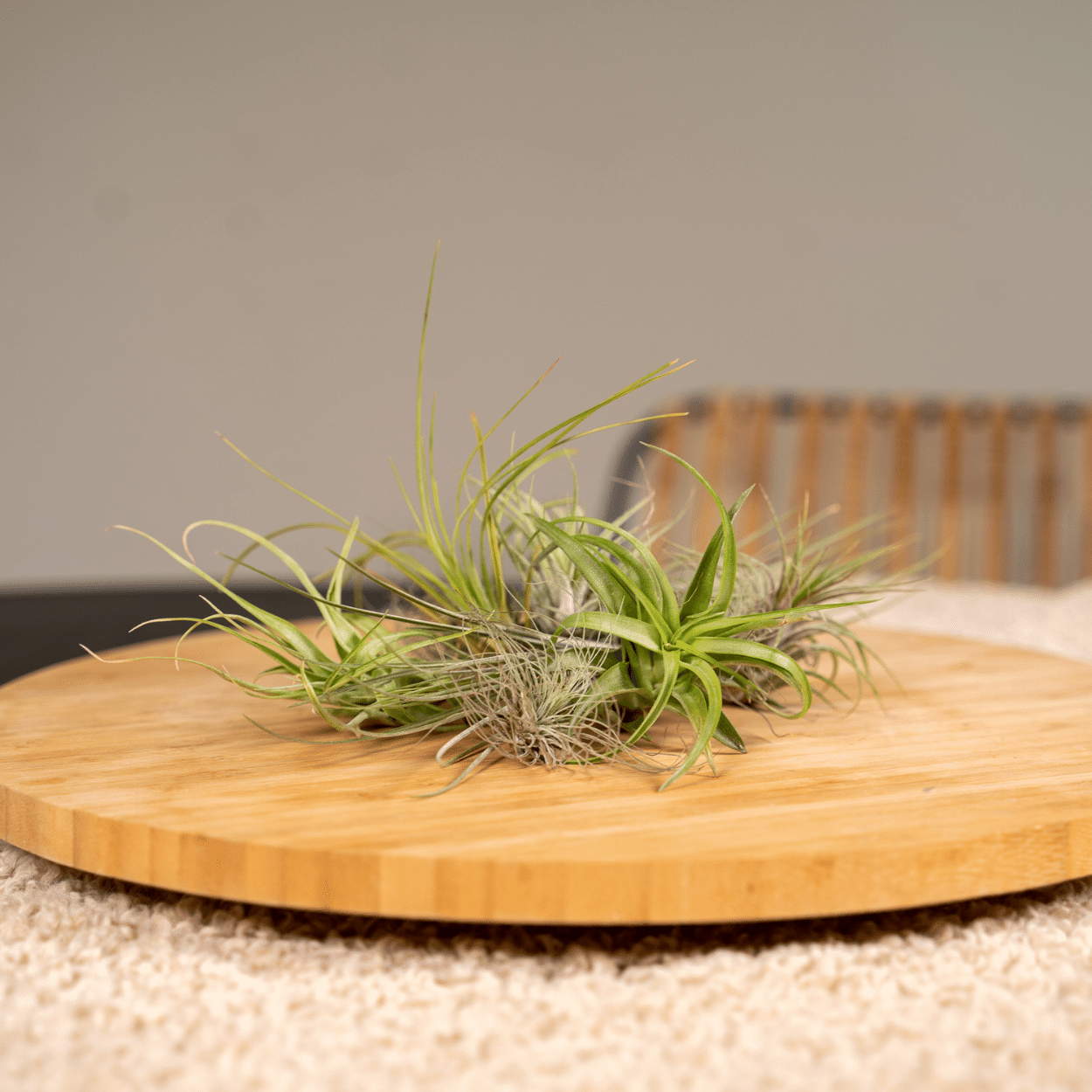 Tillandsia Air mix - 20 stuks - 6 cm - ø6