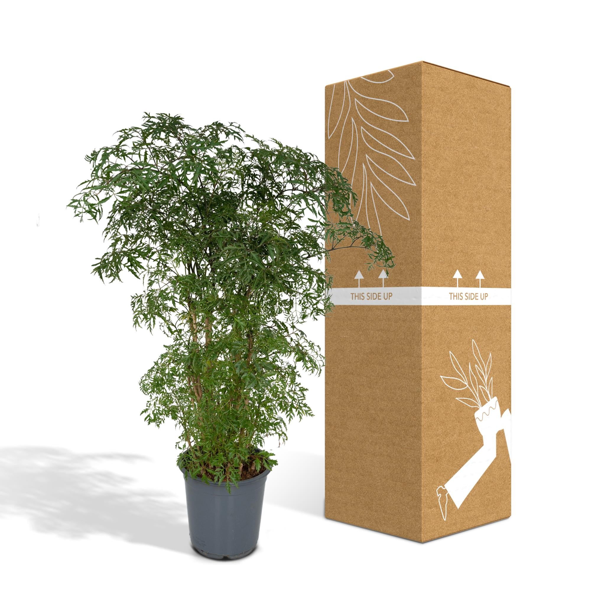 Polyscias Fruticosa (Aralia) - Ø21cm - ↕75cm