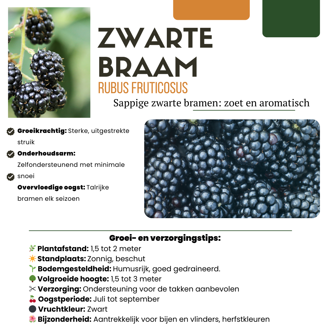 "Vruchtenparadijs" BIO Fruitplanten mix set van 4 verschillende soorten