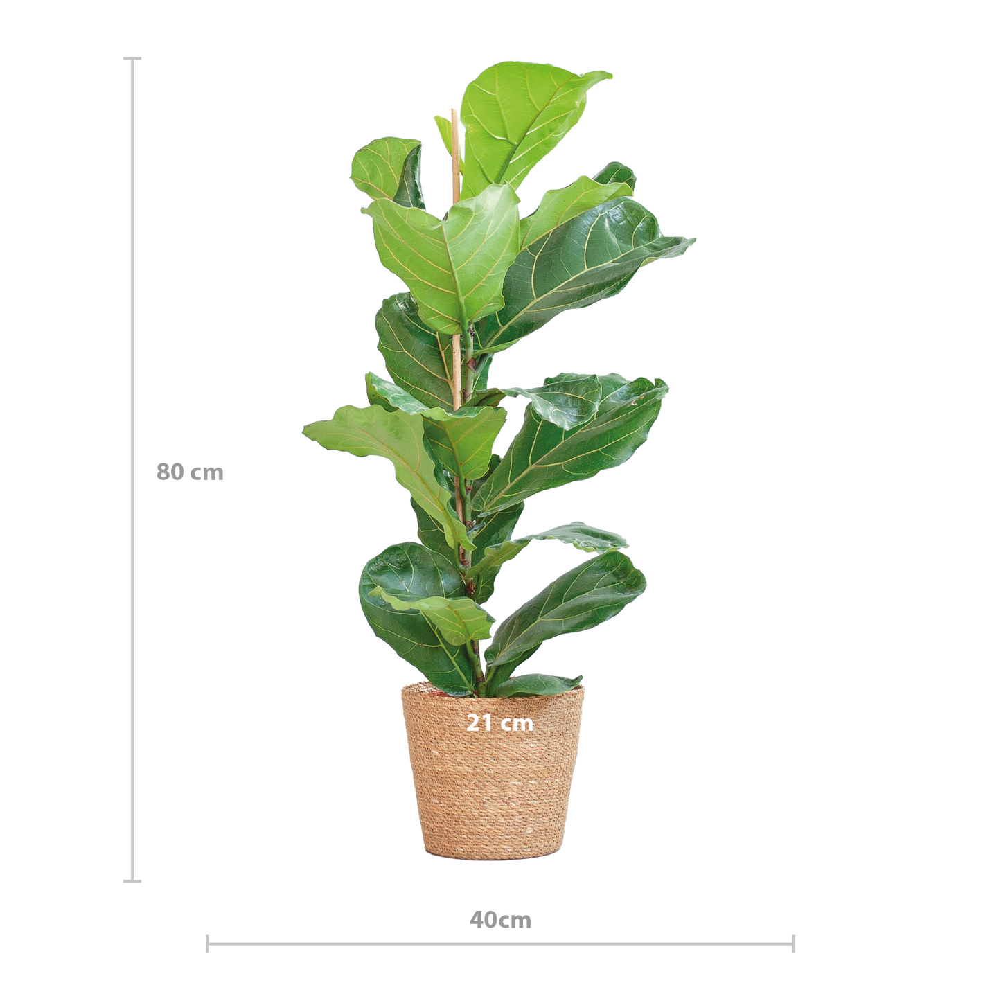 Ficus Lyrata met Mand Sofia naturel - 80cm - Ø21