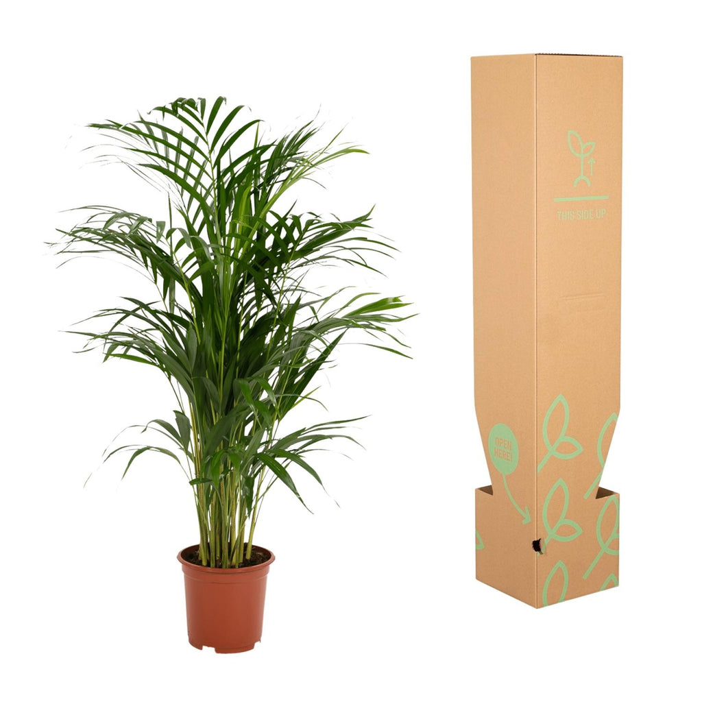 Areca palm - Ø17cm - ↕70cm