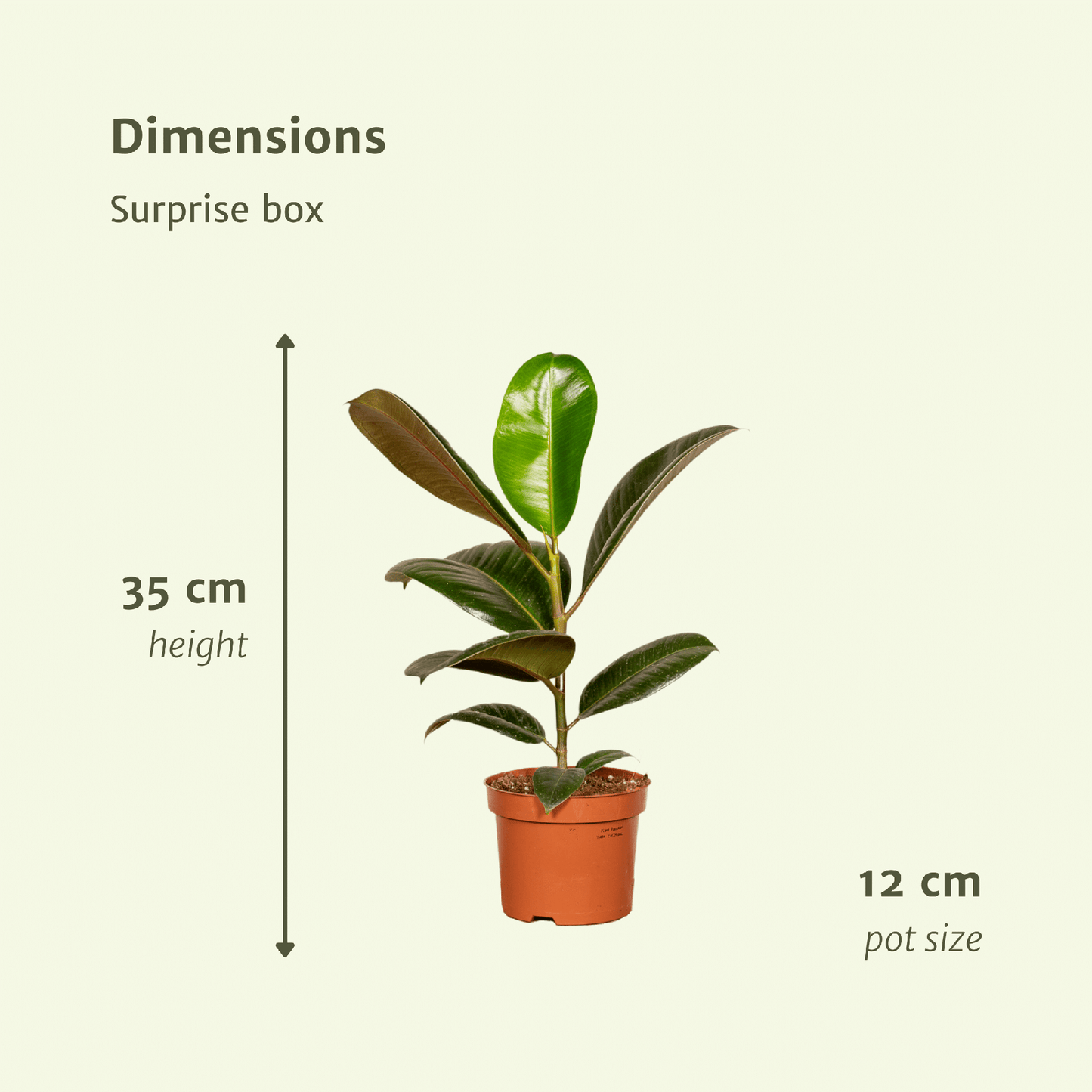 Verrassingsbox - Ø12cm - ↕25cm - x6