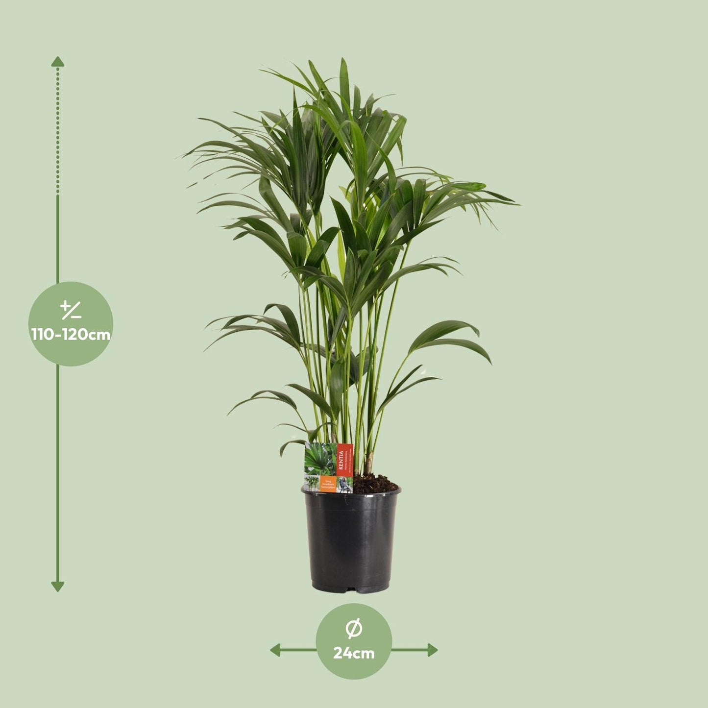 Howea Forsteriana - Ø24cm - ↕120cm
