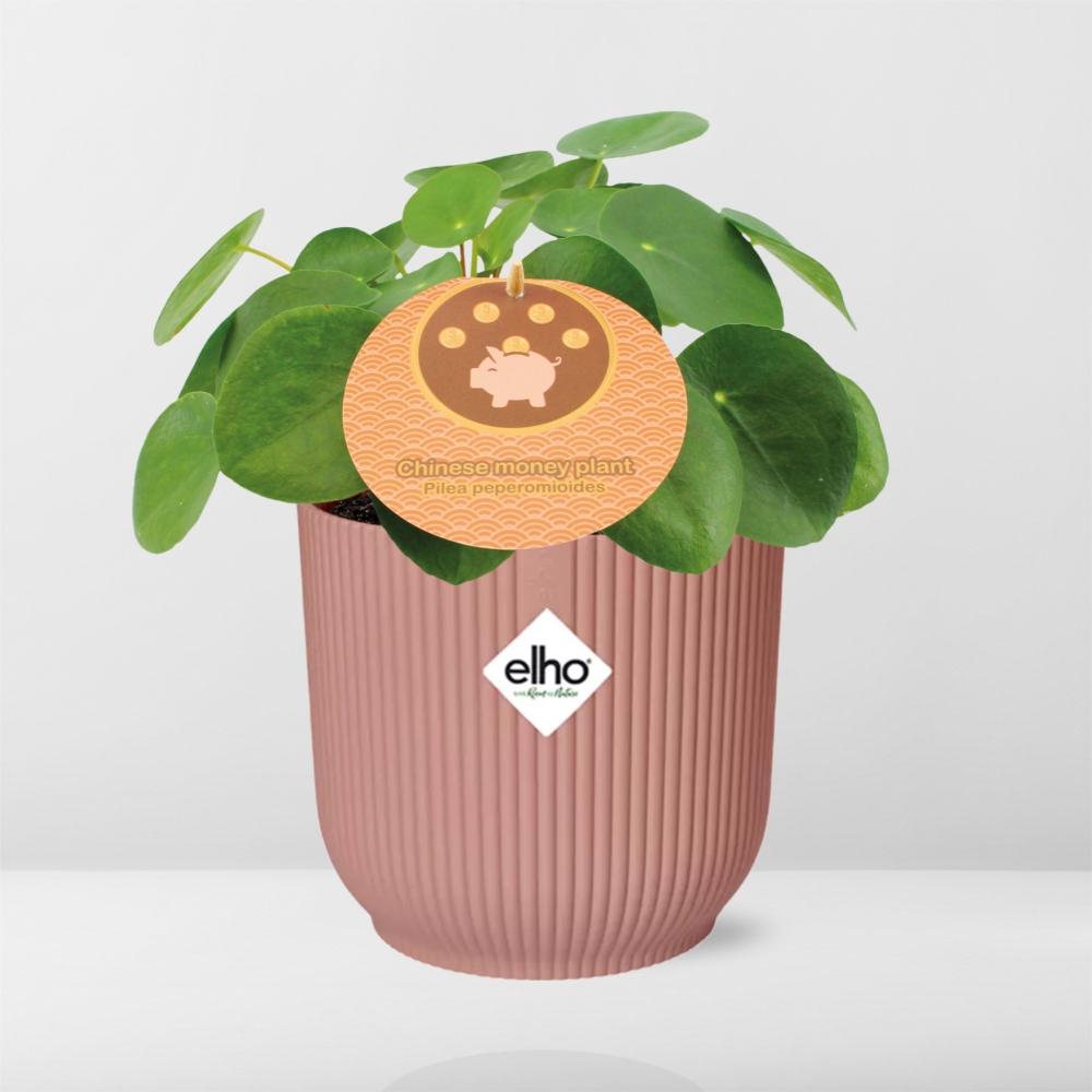 Mother's Day - Pilea Peperomioides 12cm in ELHO Vibes Fold 14cm roze