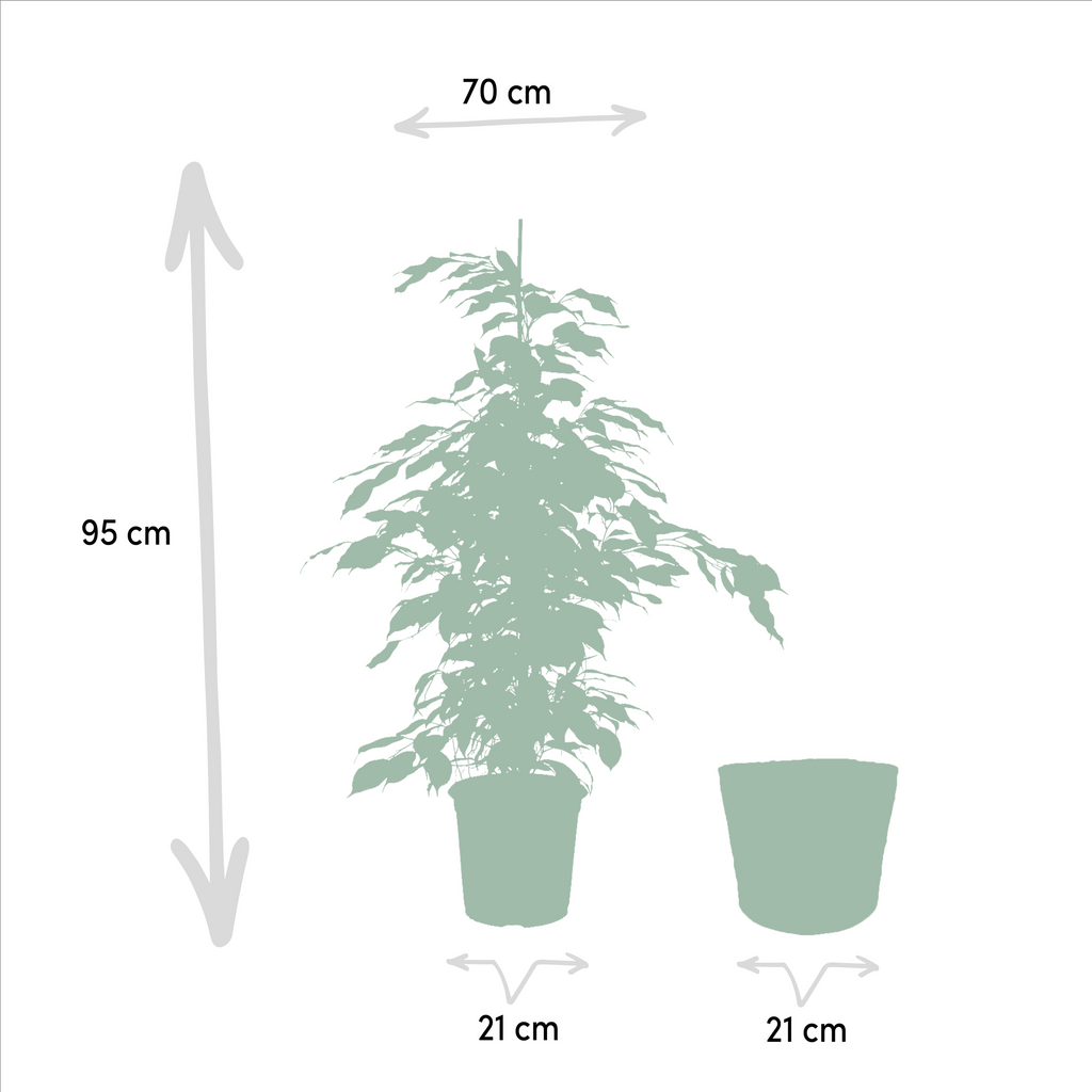 Ficus Benjamina Danielle - Ø21cm - ↕95cm + Ficus Benjamina Twilight - Ø21cm - ↕95cm + Ficus Microcarpa Moclame - Ø21cm - ↕95cm + Mand Selin