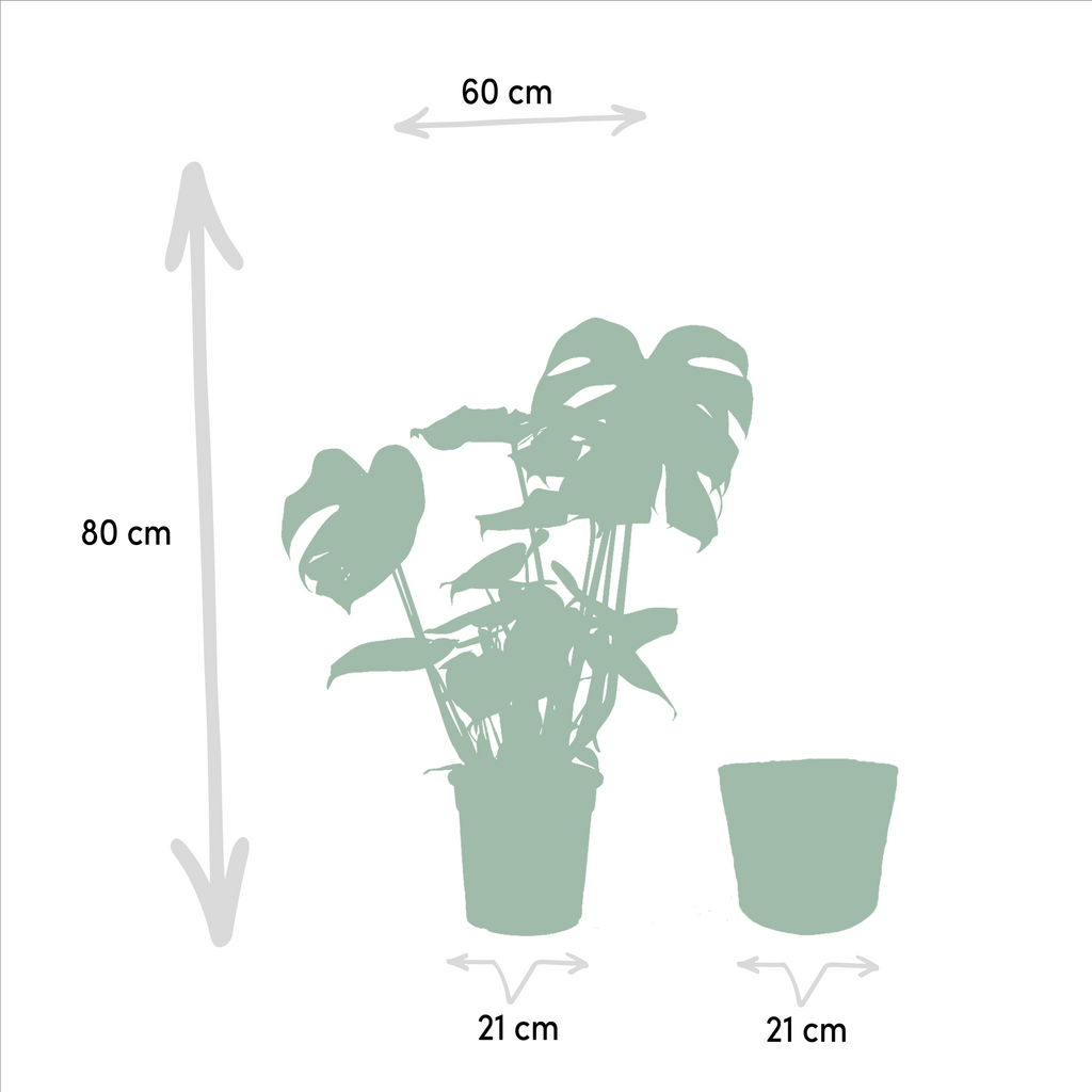 Monstera Deliciosa - ↨80cm - Ø21cm + Mand Selin