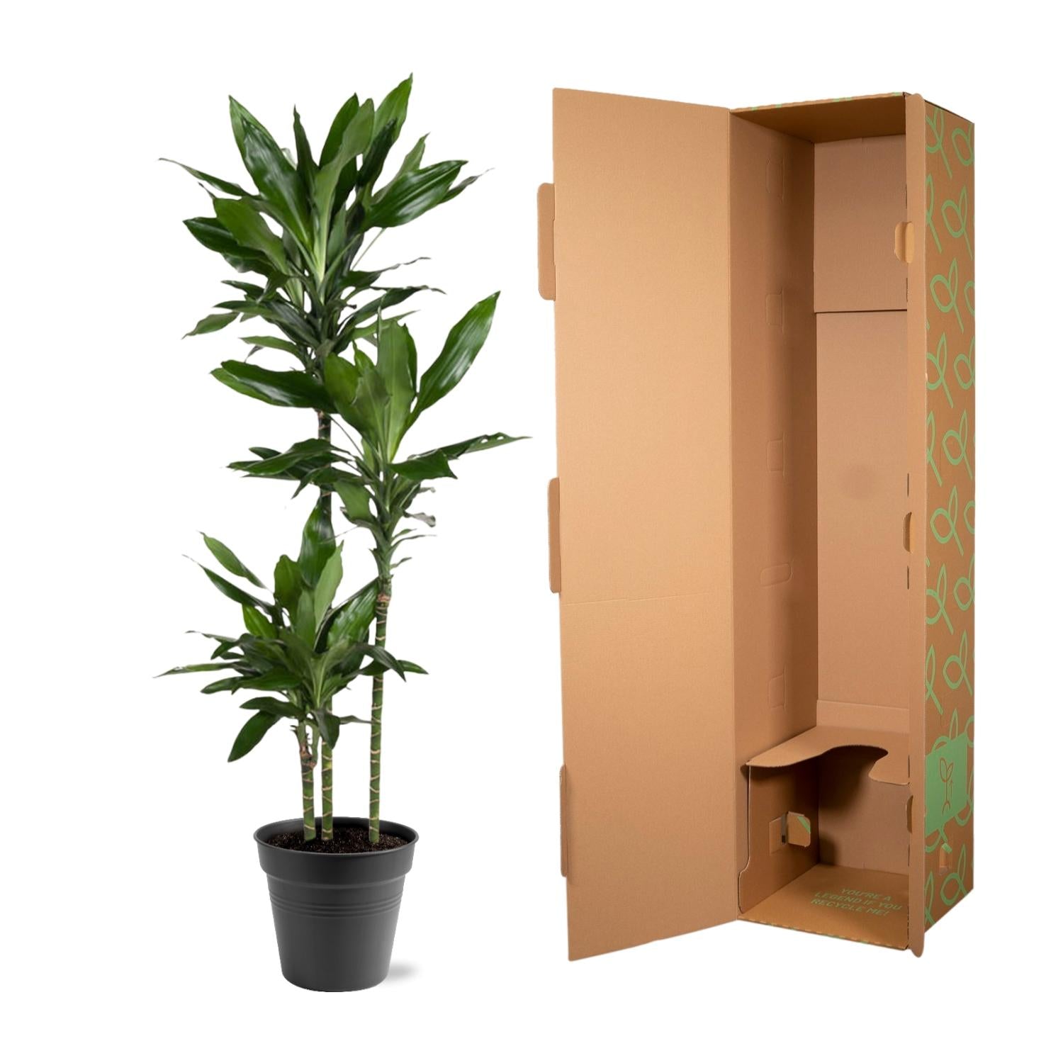 Dracaena Janet Lind - 150-160 cm - ø24