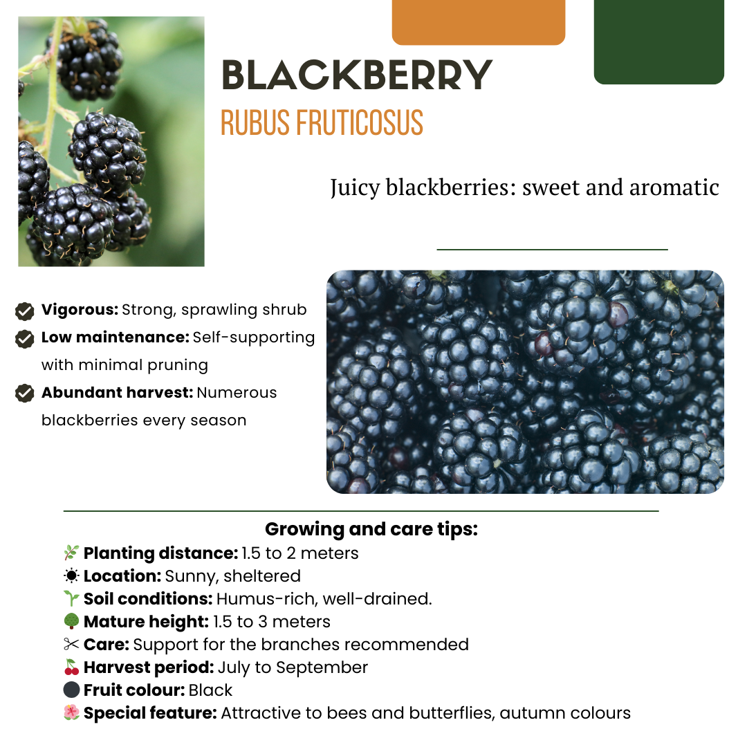 "Vruchtenparadijs" BIO Fruitplanten mix set van 4 verschillende soorten