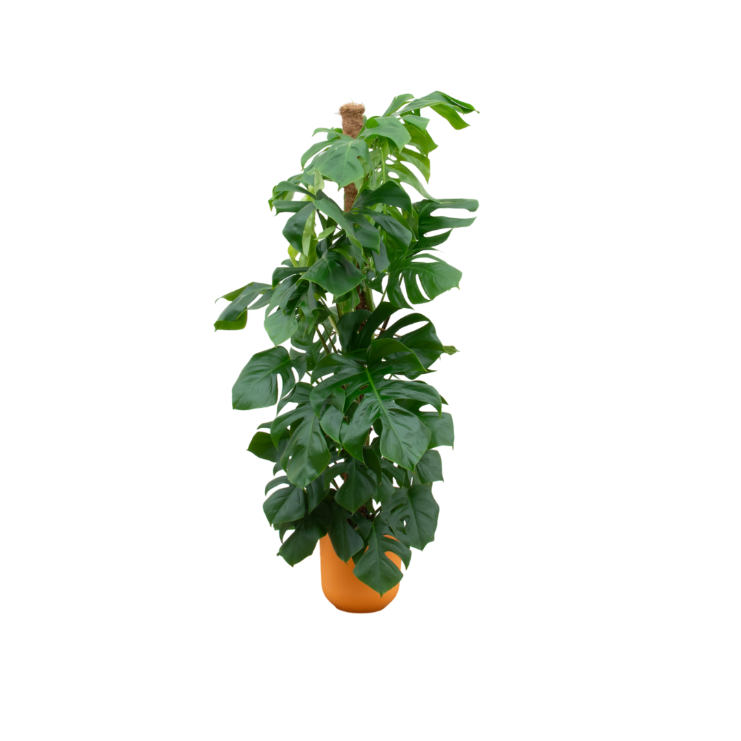 Monstera Pertusum XL inclusief elho Jazz Round geel Ø26 - 150 cm