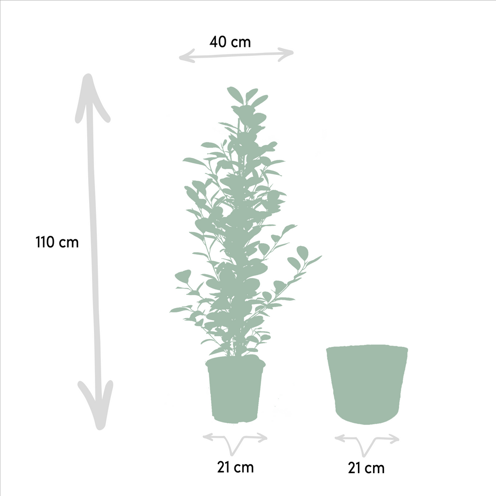Ficus Benjamina Danielle - Ø21cm - ↕95cm + Ficus Benjamina Twilight - Ø21cm - ↕95cm + Ficus Microcarpa Moclame - Ø21cm - ↕95cm + Mand Selin