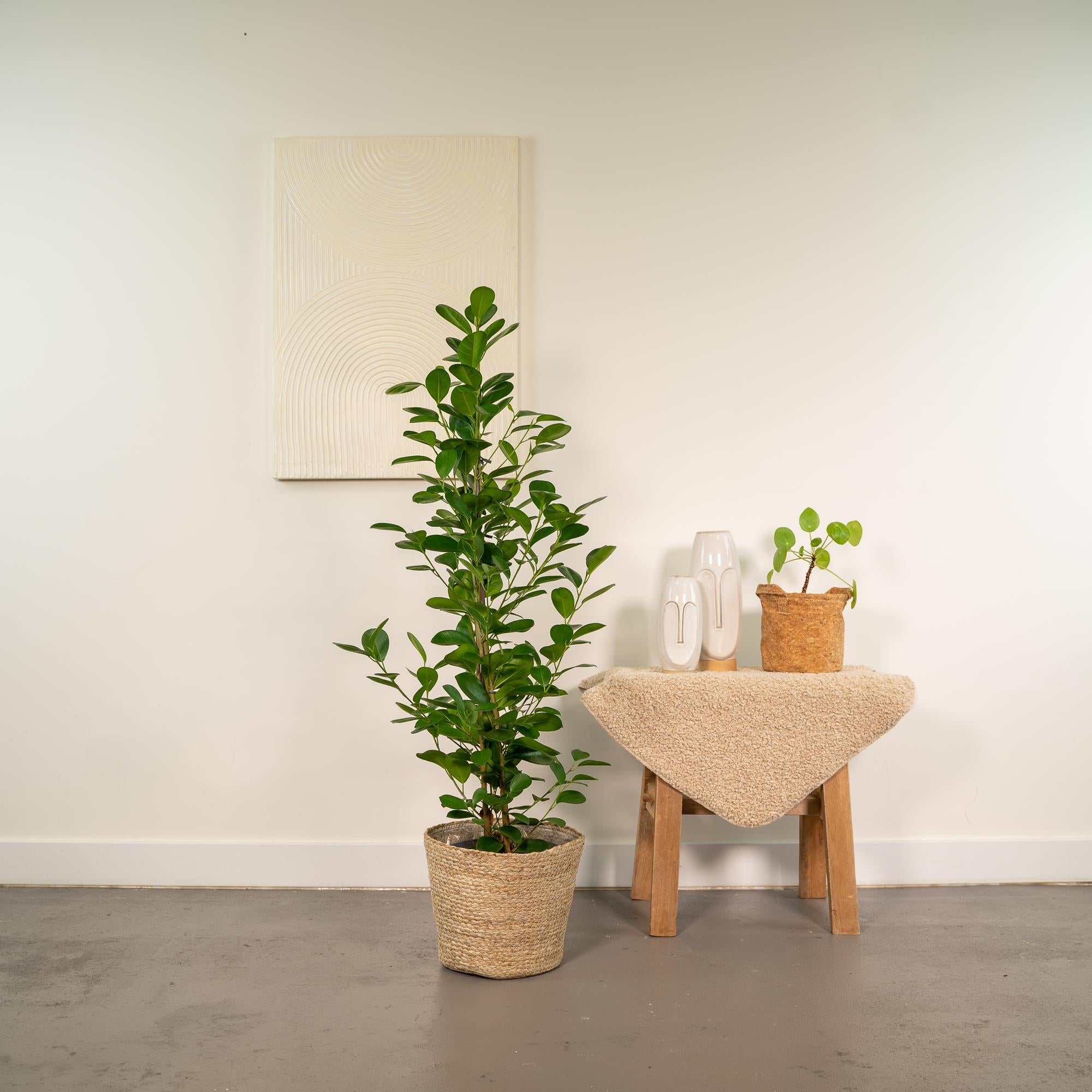 Ficus microcarpa Moclame - Ø21cm - ↕95cm + Mand Selin