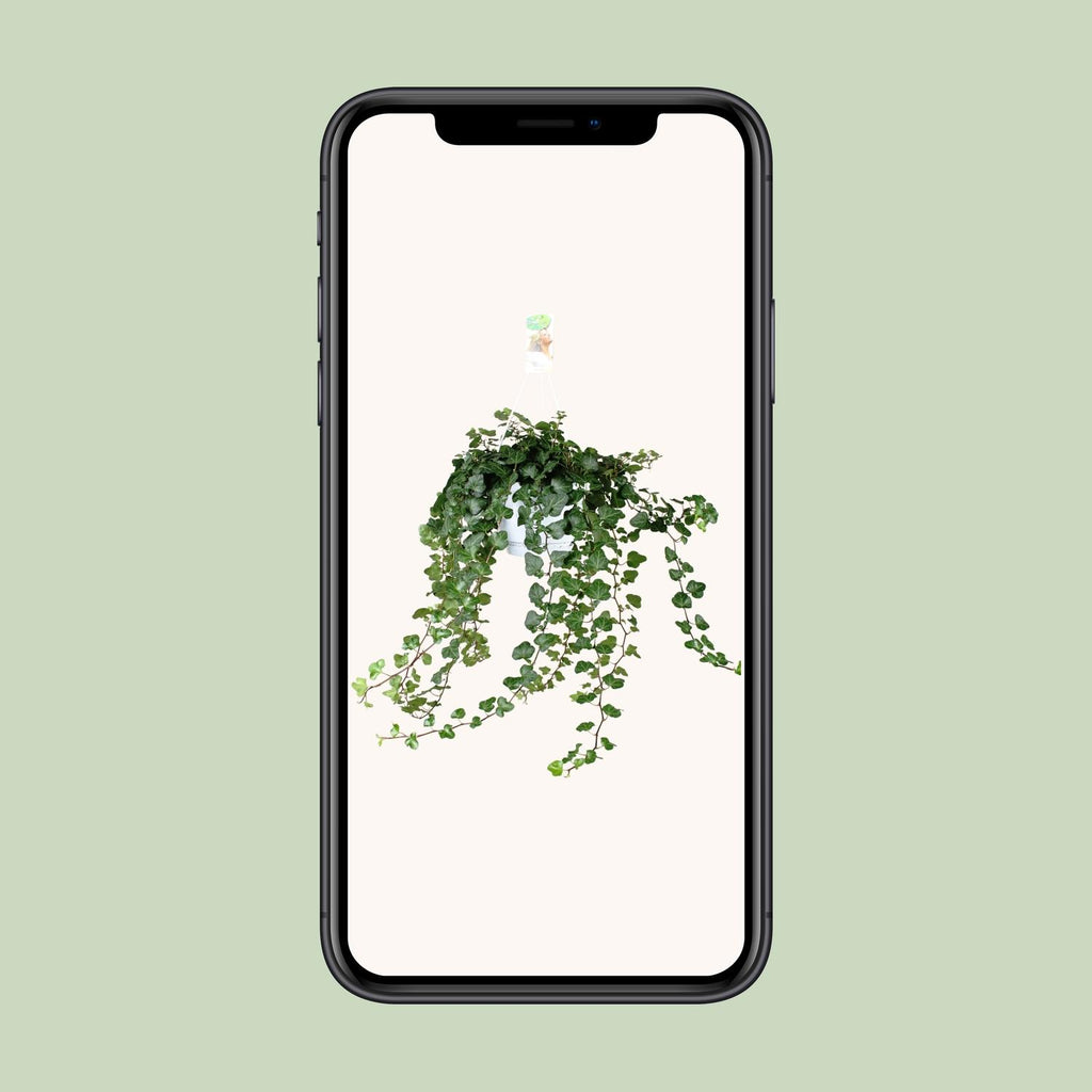 Hedera Wonder Green - Ø24cm - ↕70cm - Ø17 - ↨70cm