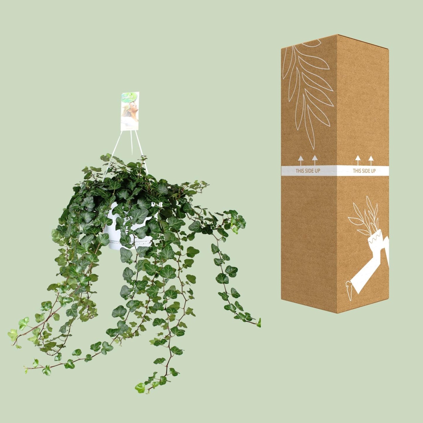 Hedera Wonder Green - Ø24cm - ↕70cm - Ø17 - ↨70cm