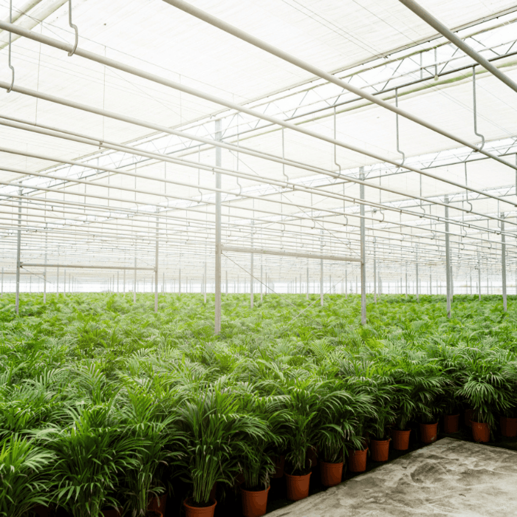 Areca palm - Ø17cm - ↕70cm