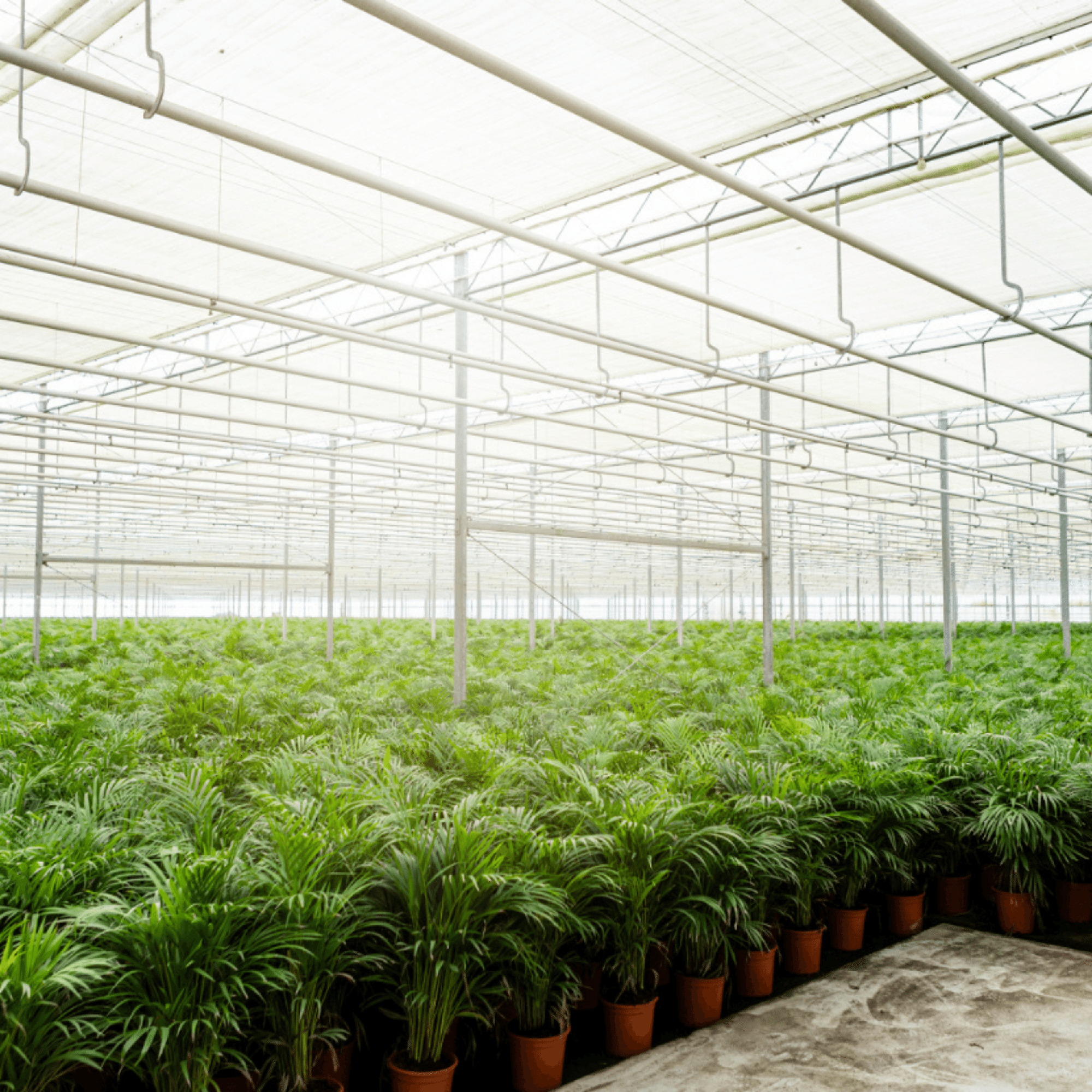 Areca palm - Ø17cm - ↕70cm