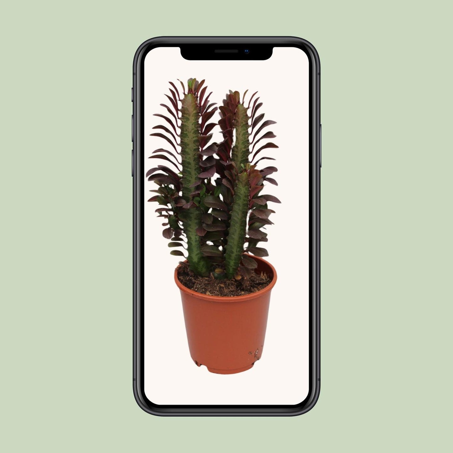 Euphorbia Trigona Rubra - Ø12cm - ↕40cm
