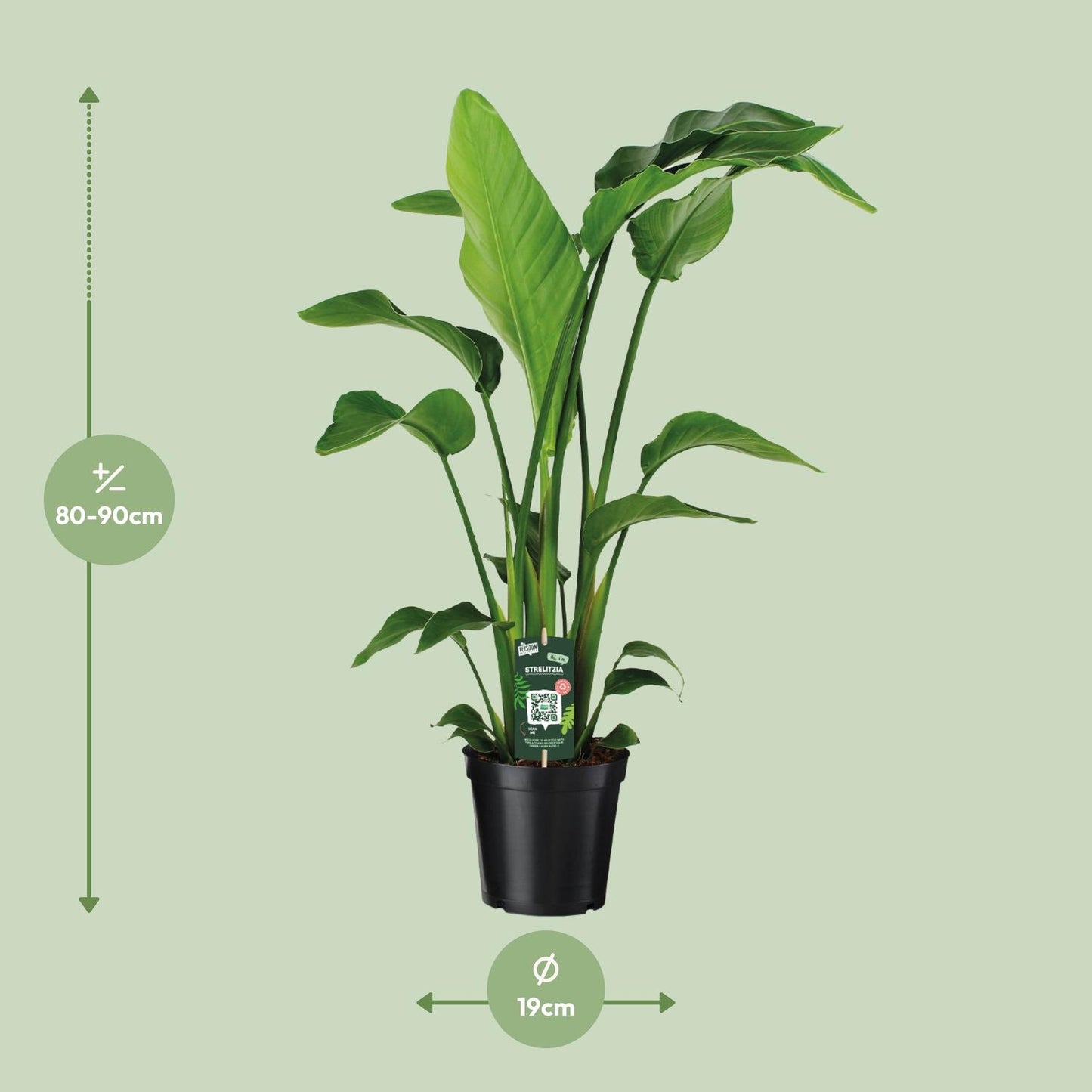 Strelitzia Nicolai - Ø19cm - ↕90cm