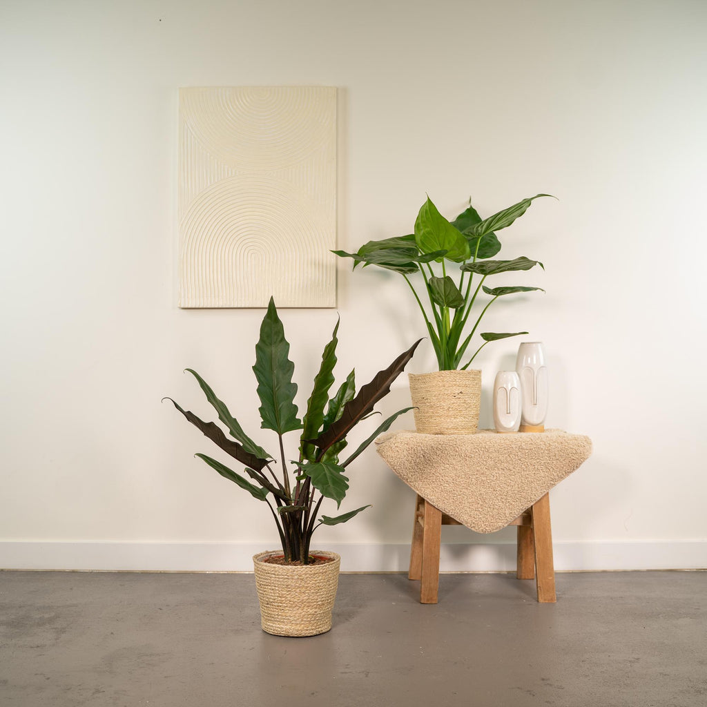 Alocasia Cucullata - Ø19cm - ↕60cm + Alocasia Lauterbachiana - Ø19cm - ↕75cm + Mand Selin