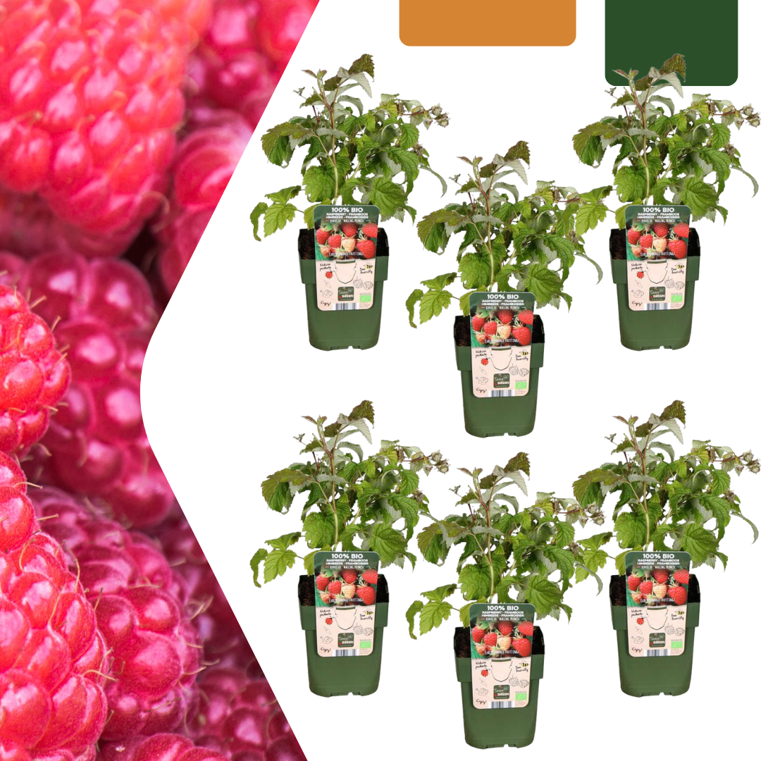 6 x biologische frambozenplanten - Ø 13 cm - ↨ 20 cm