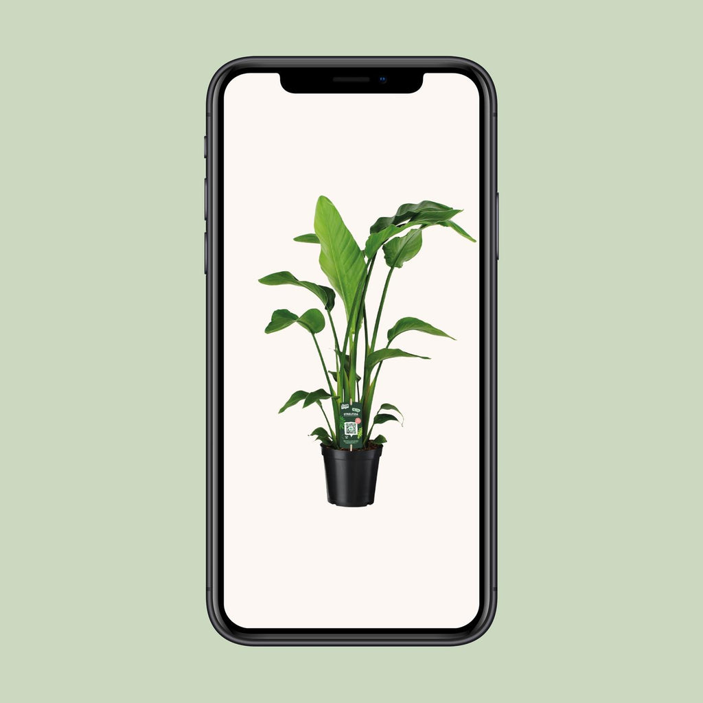 Strelitzia Nicolai - Ø19cm - ↕90cm