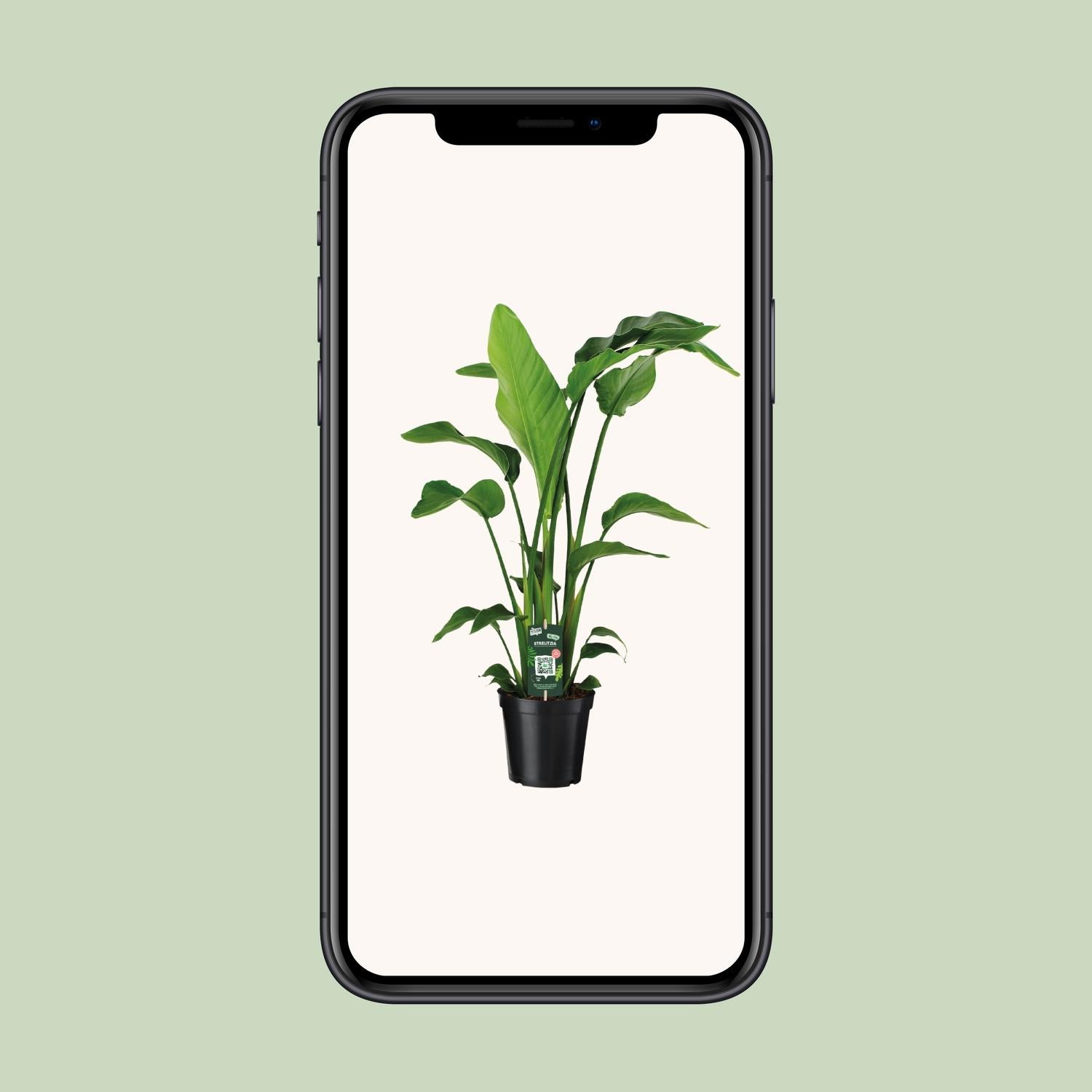 Strelitzia Nicolai - Ø19cm - ↕90cm