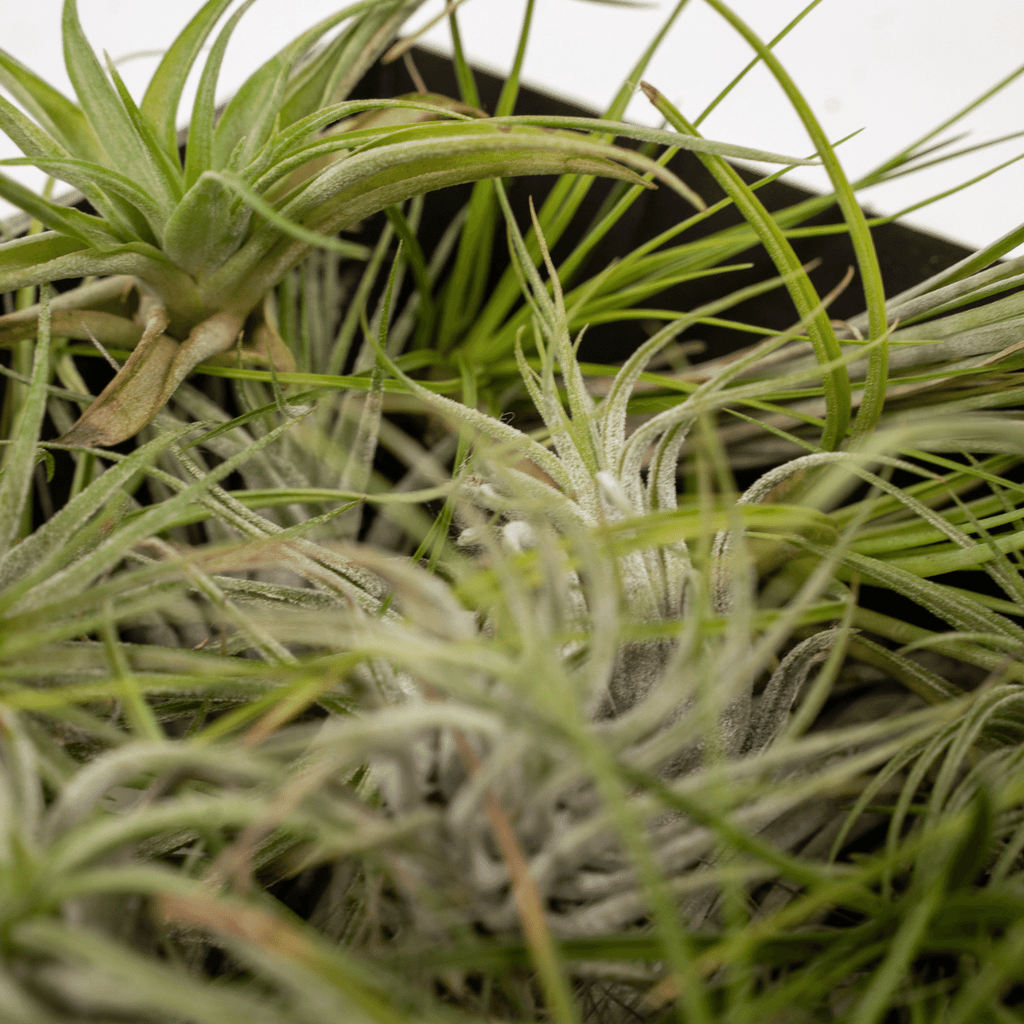 Tillandsia Air mix - 20 stuks - 6 cm - ø6