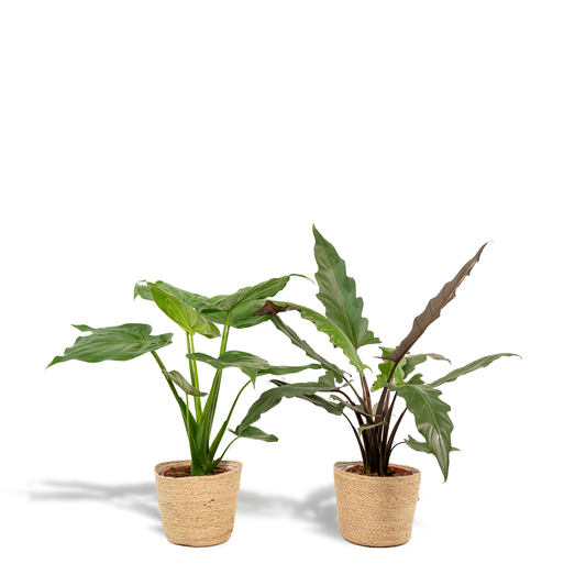 Alocasia Cucullata - Ø19cm - ↕60cm + Alocasia Lauterbachiana - Ø19cm - ↕75cm + Mand Selin