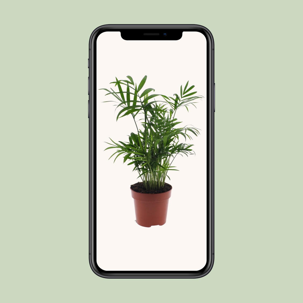 Chamaedorea Elegans - Mexicaanse Bergpalm - Ø12cm - ↕40cm