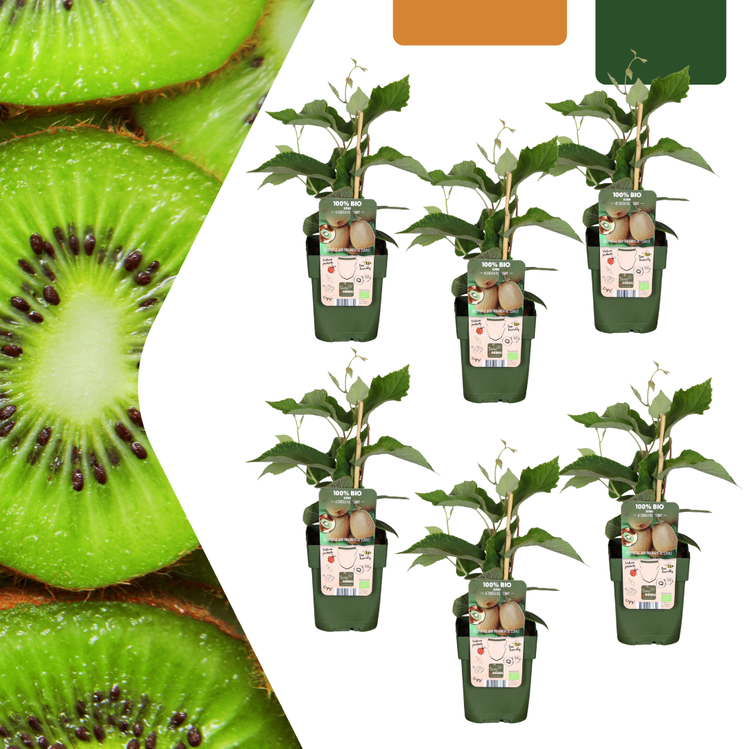 6 x Biologische kiwiplanten - Ø 13 cm - ↨ 20 cm