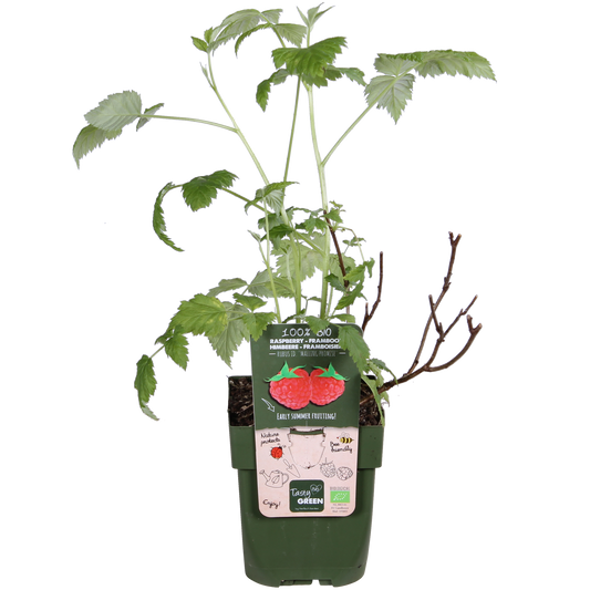 Rubus idaeus 'Malling Promise' - Framboos - Ø13cm - ↕45cm