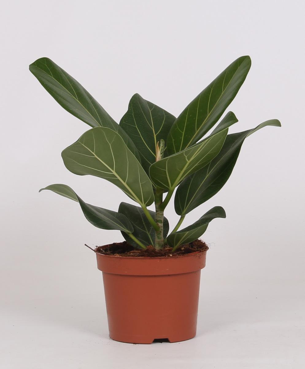 Ficus Bengalensis - Ø12cm - ↕25cm