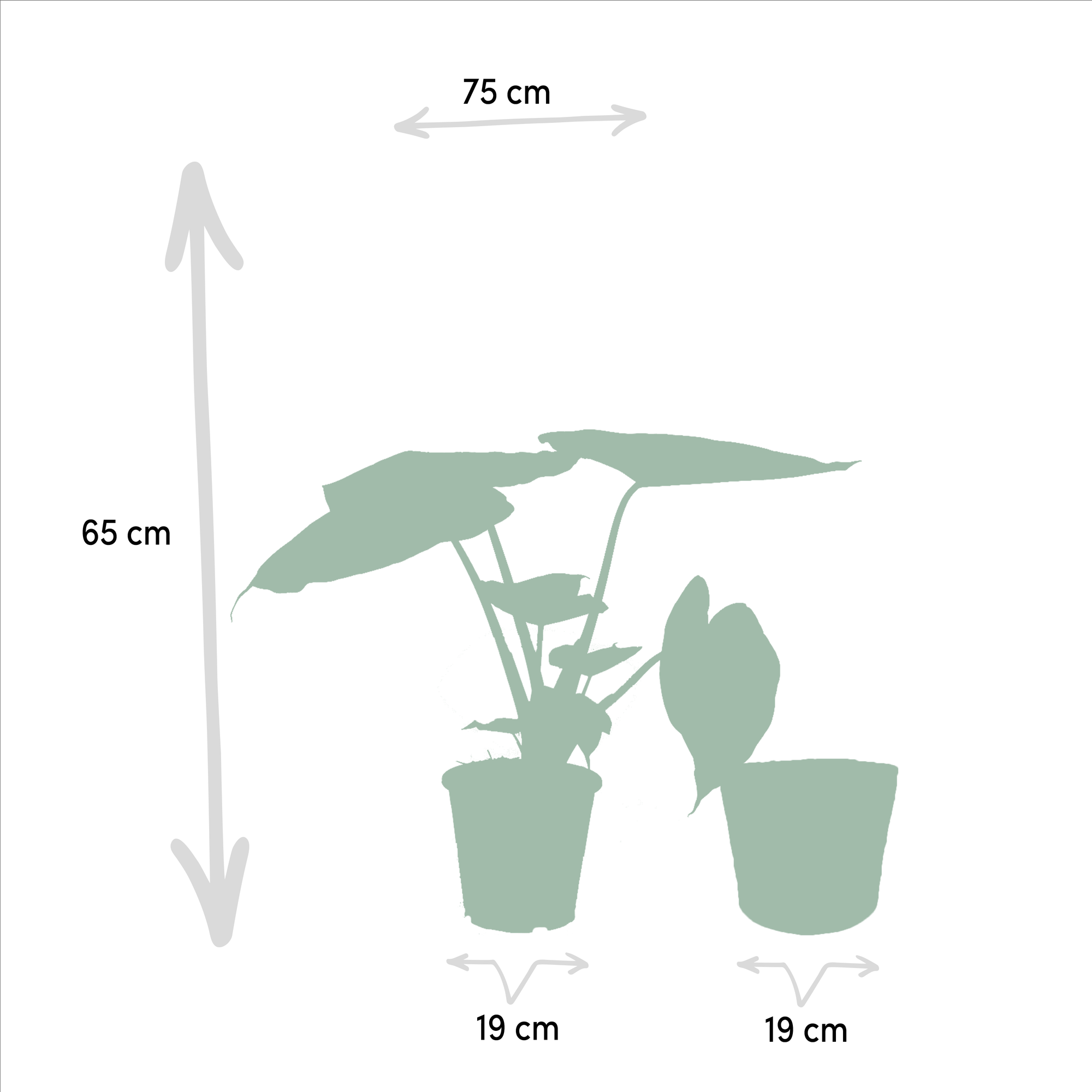 Alocasia Wentii - Ø19cm - ↕65cm + Mand Selin