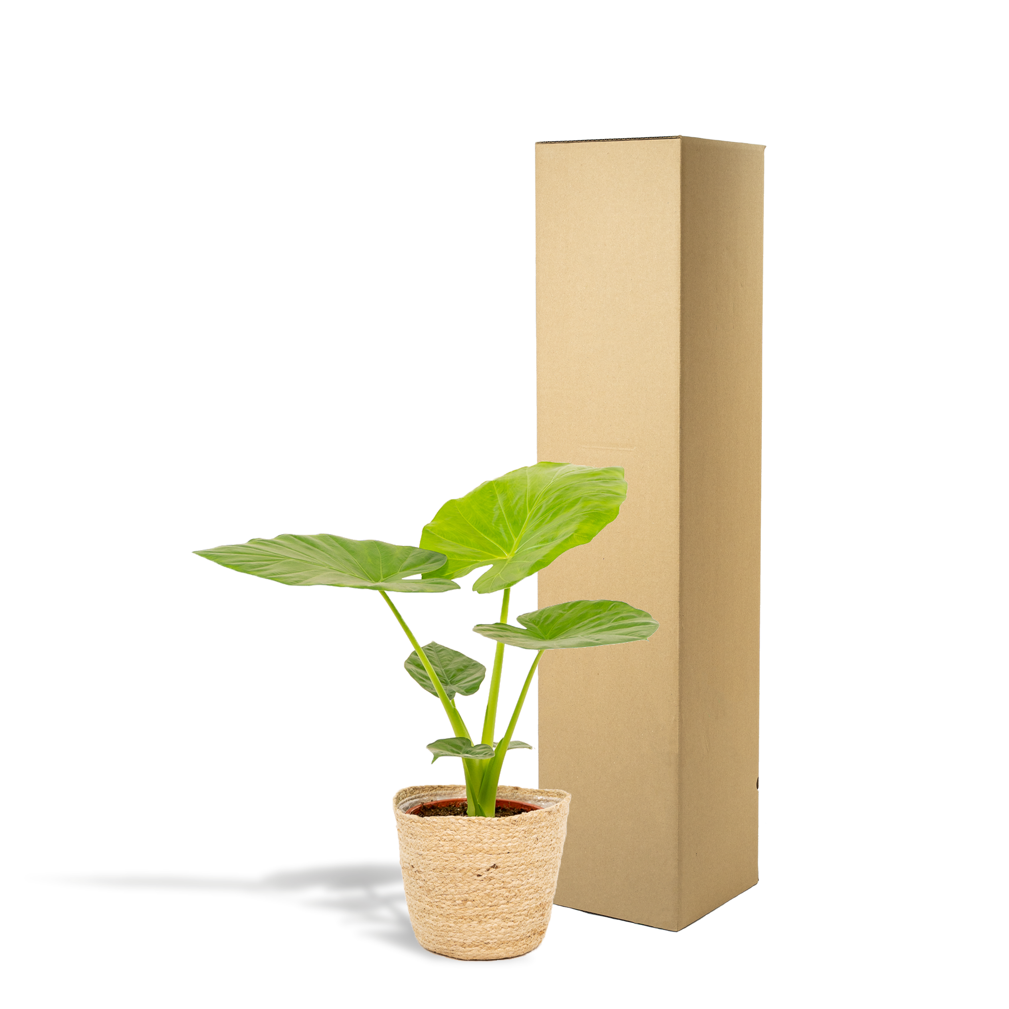 Alocasia Macrorrhiza - Ø19cm - ↕70cm + Mand Selin