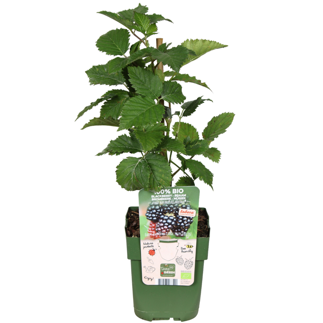 "Vruchten feestje" BIO Fruitplanten mix set van 3 verschillende soorten
